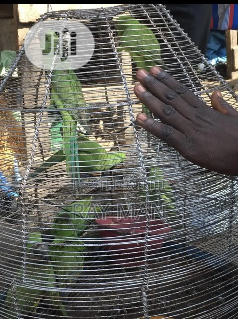 Senegalese Parrots for Sale
