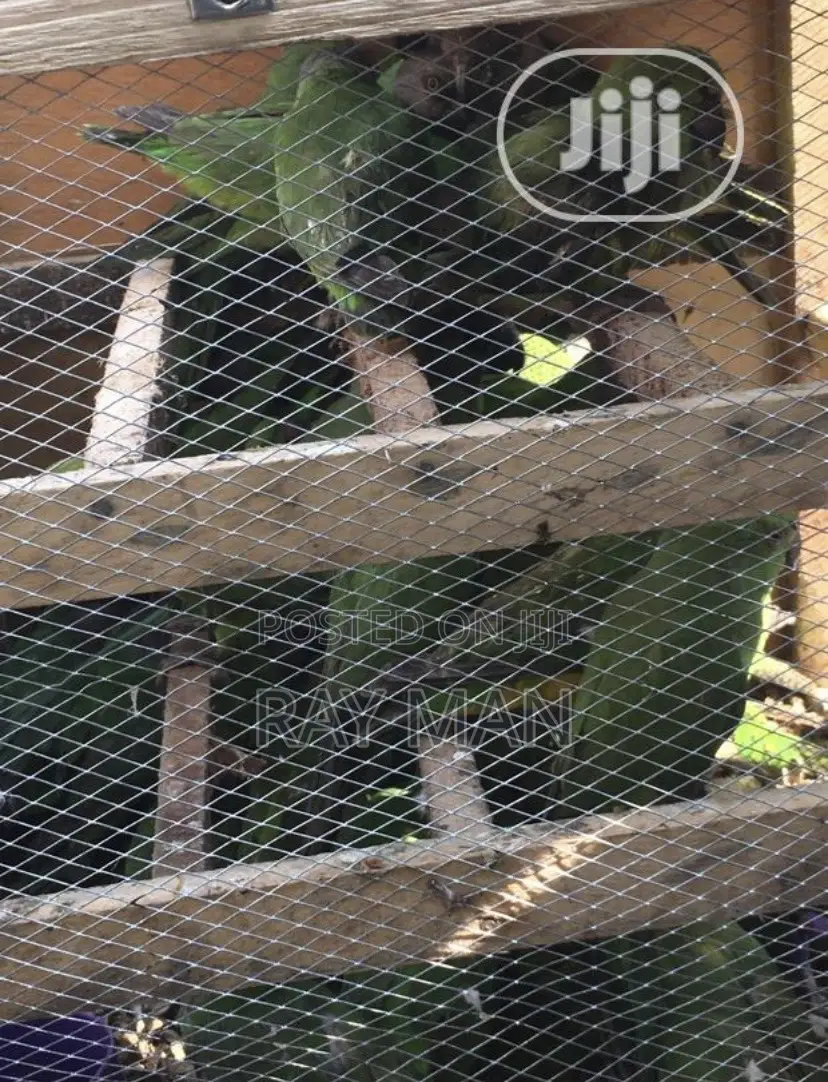 Senegalese Parrots for Sale
