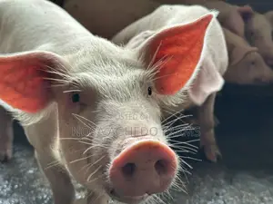 Genetically Superior Tn Pigs for Sale