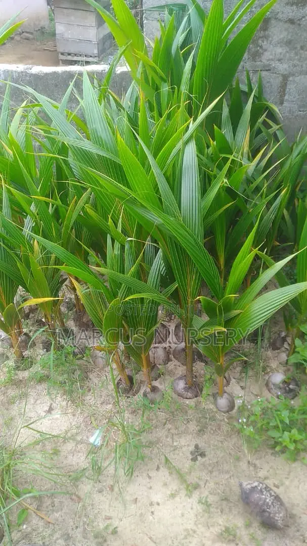 Coconut Seedlings