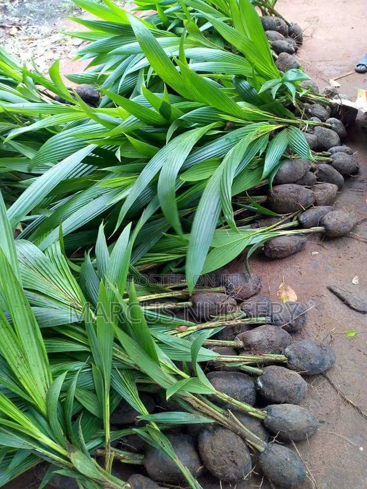 Coconut Seedlings