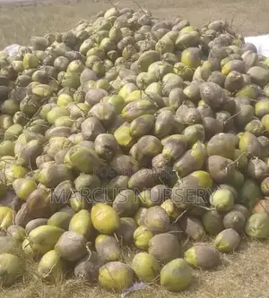Coconut Seedlings
