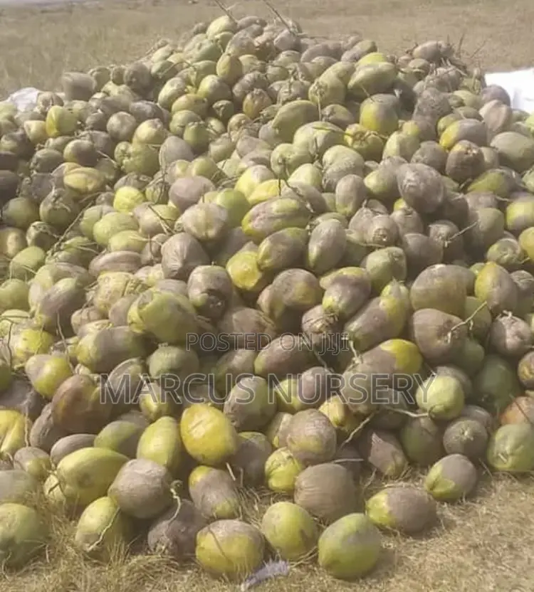 Coconut Seedlings