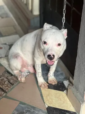 Photo - 1+ year Male Purebred American Pit Bull Terrier