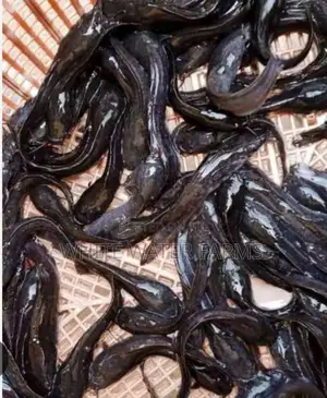 Catfish Juveniles