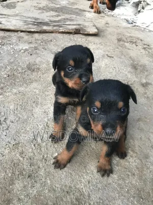 1-3 months Female Purebred Rottweiler