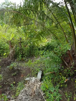 350ft by 350ft Farmland With Some Grown Palm Trees