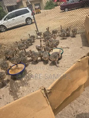 Photo - Ostrich Chicks