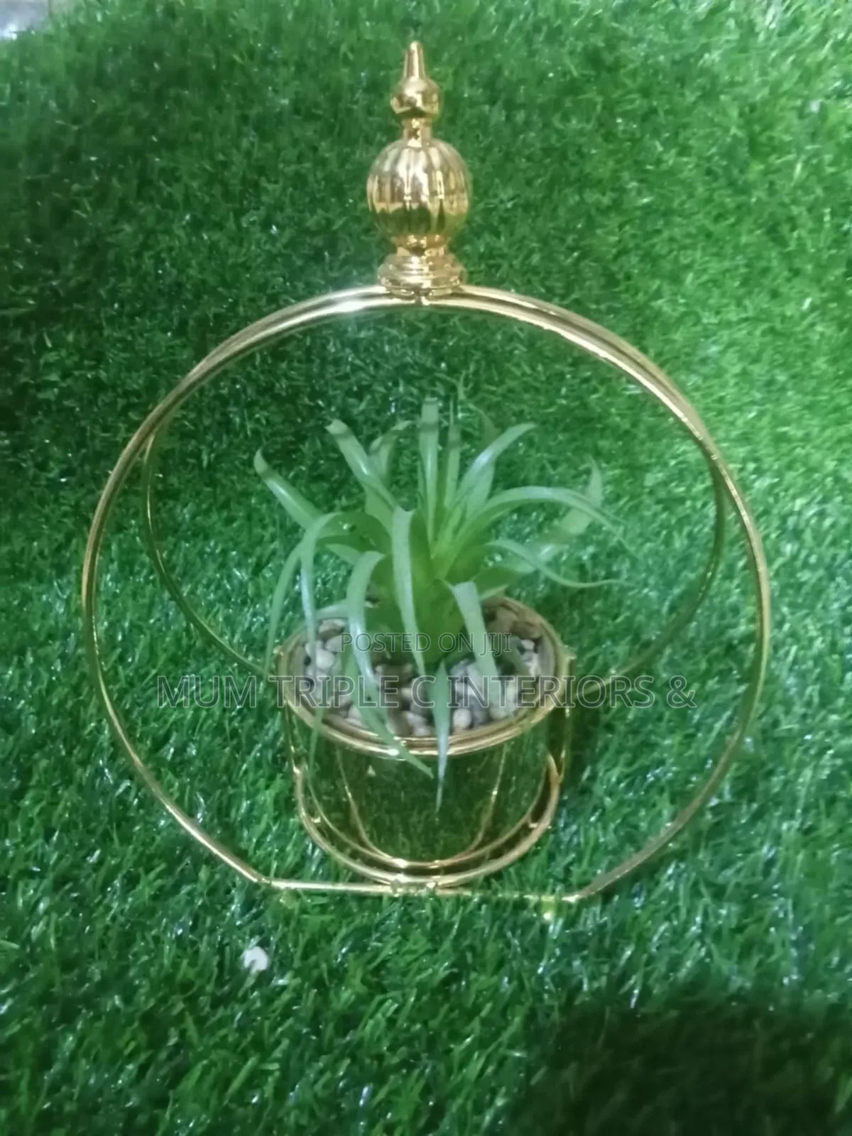 Cup Flower For Sell