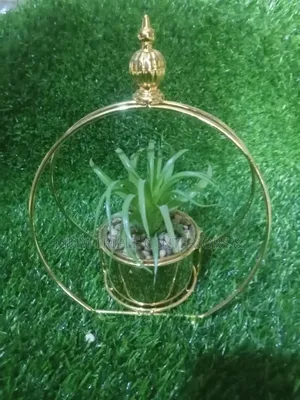 Cup Flower For Sell