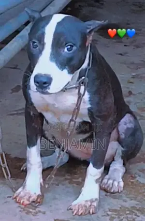Photo - 3-6 months Female Purebred American Pit Bull Terrier