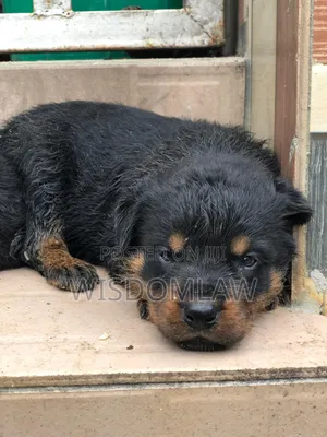 1-3 months Female Purebred Rottweiler