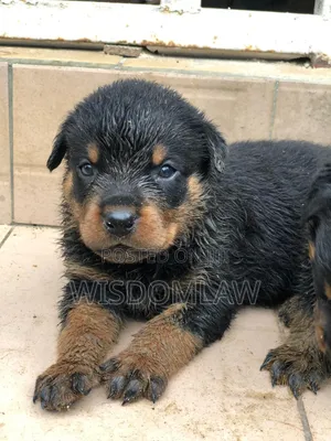 1-3 months Male Purebred Rottweiler