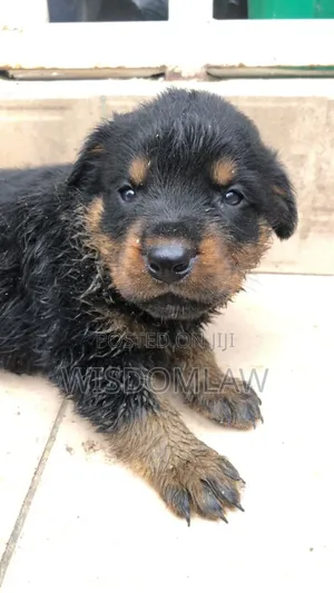 1-3 months Male Purebred Rottweiler