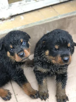 1-3 months Female Purebred Rottweiler