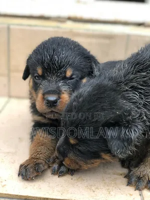 1-3 months Female Purebred Rottweiler