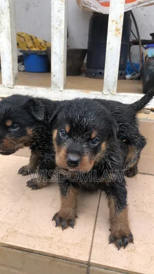 1-3 months Female Purebred Rottweiler