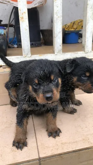 1-3 months Female Purebred Rottweiler