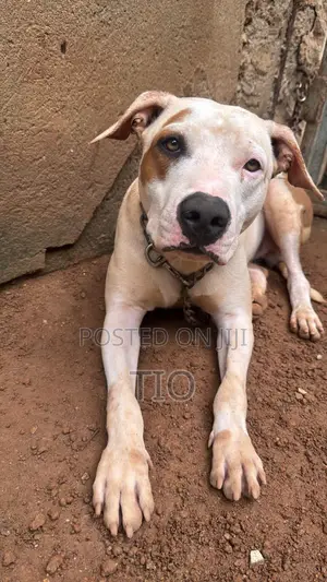 Photo - 6-12 months Male Mixed Breed American Pit Bull Terrier