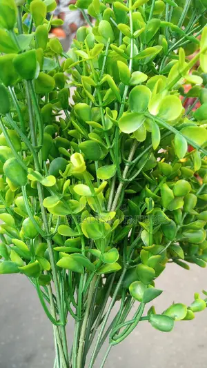 Flower for Decorating
