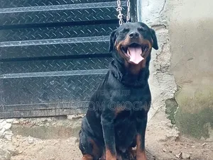 1+ year Female Purebred Rottweiler