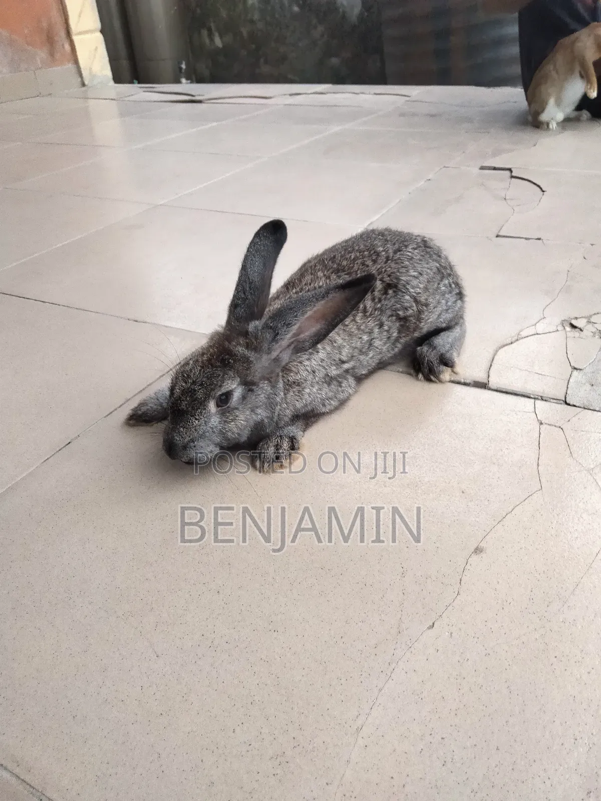 4 Months Old Rabbits for Sale