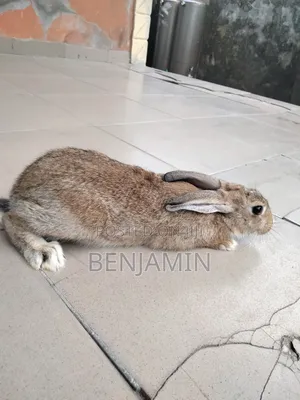4 Months Old Rabbits for Sale