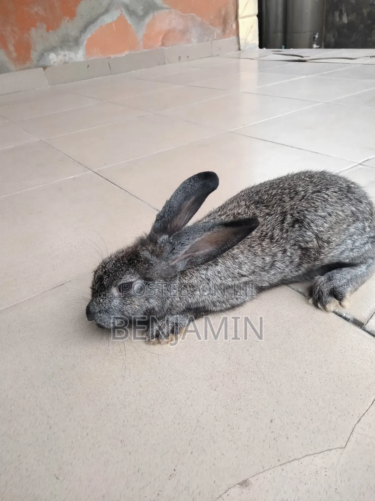 4 Months Old Rabbits for Sale