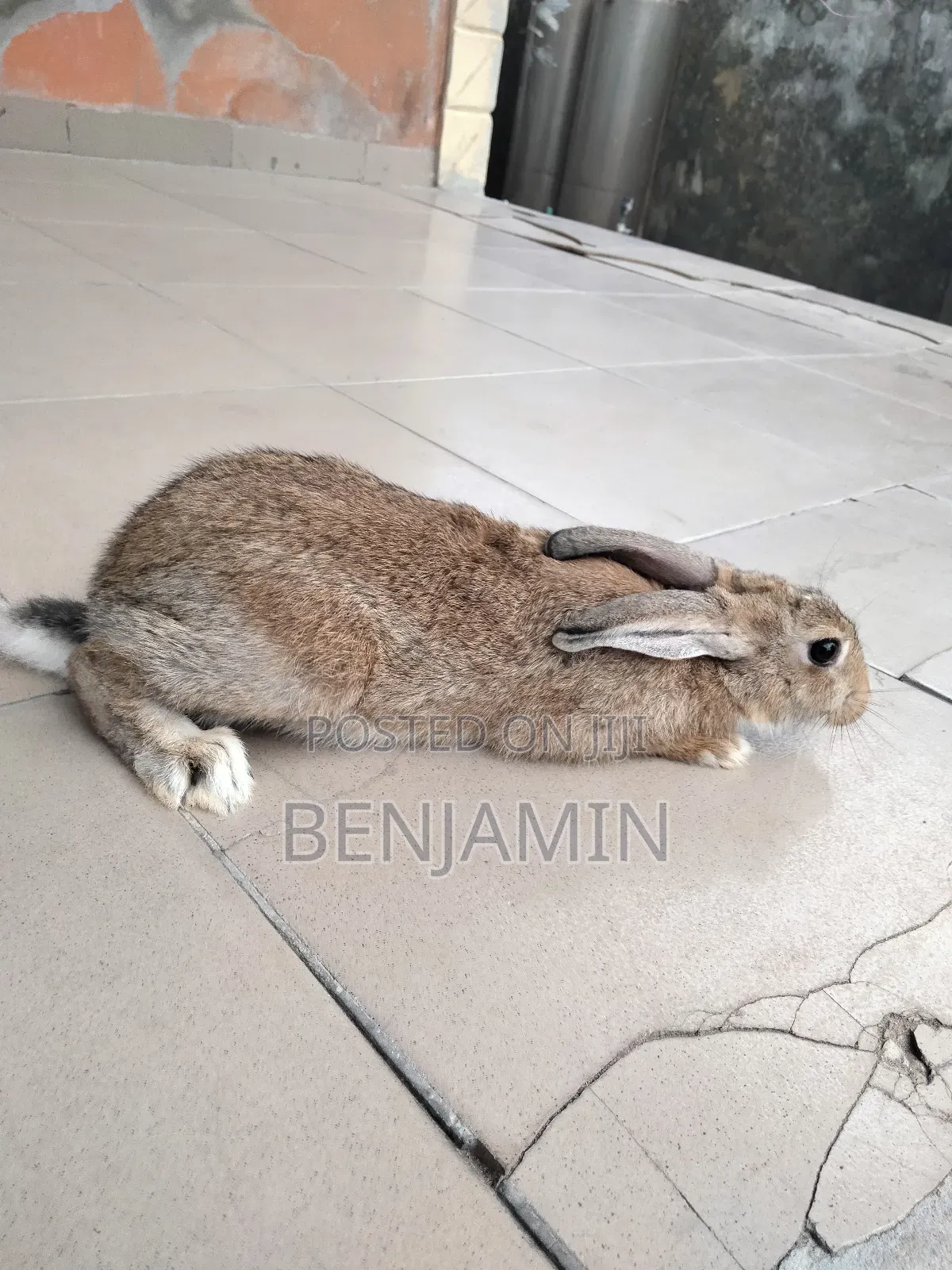 4 Months Old Rabbits for Sale