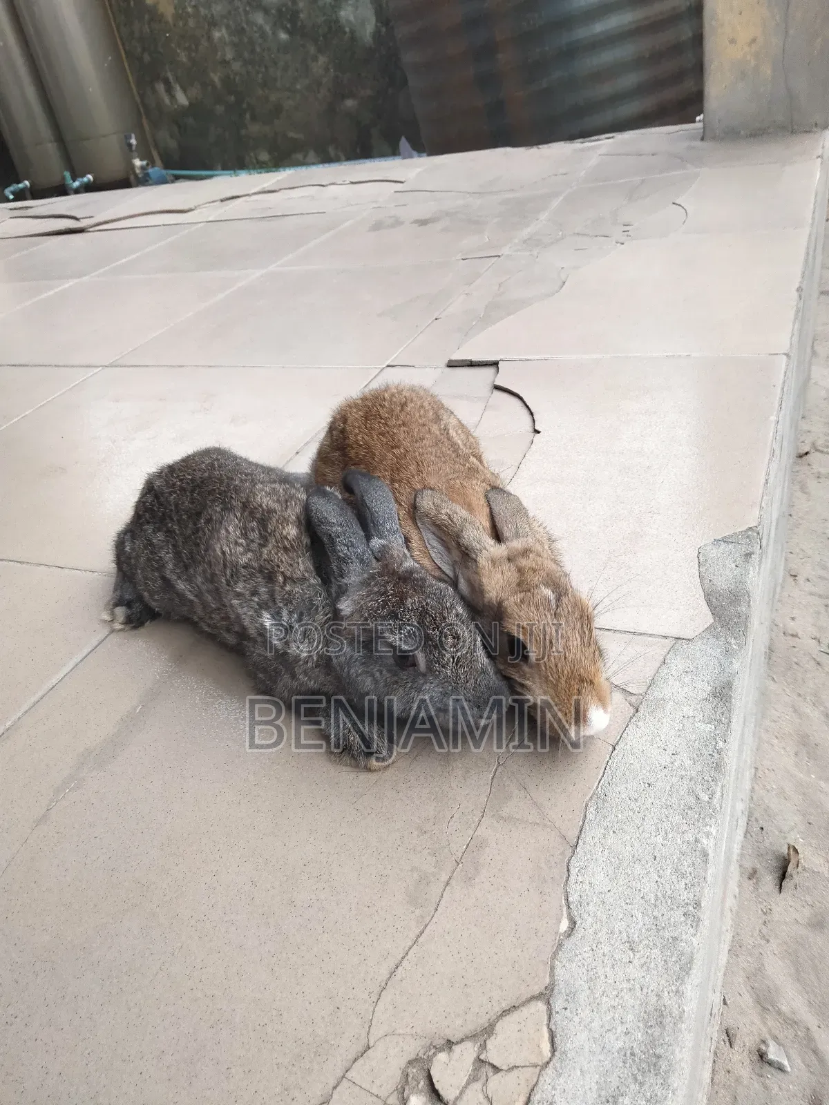 4 Months Old Rabbits for Sale