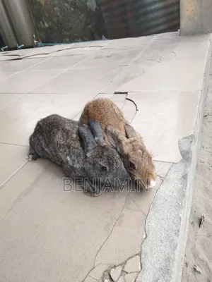 4 Months Old Rabbits for Sale