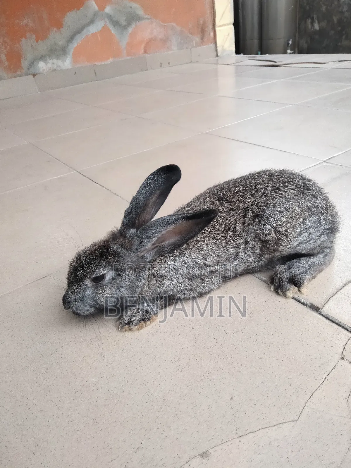 4 Months Old Rabbits for Sale