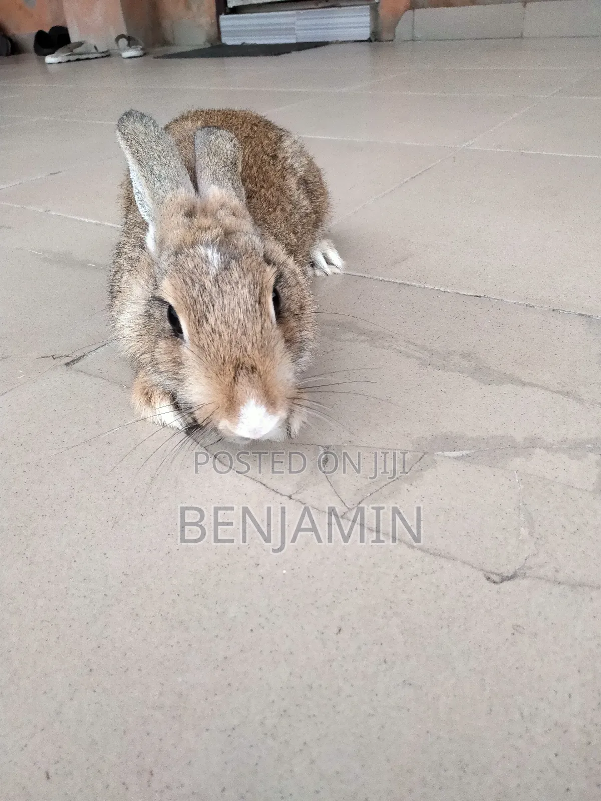 4 Months Old Rabbits for Sale