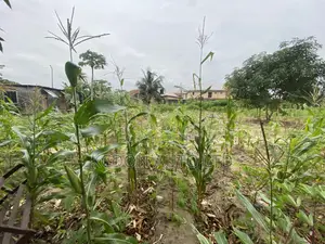 Photo - 1222sqm Of Conner Piece Land At Shaw Rd Ikoyi