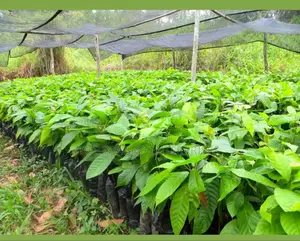 Hybrid Cocoa Seedlings
