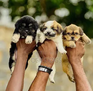 1-3 months Male Purebred Lhasa Apso