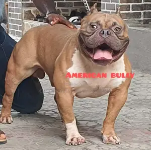 1-3 months Male Purebred American Bully