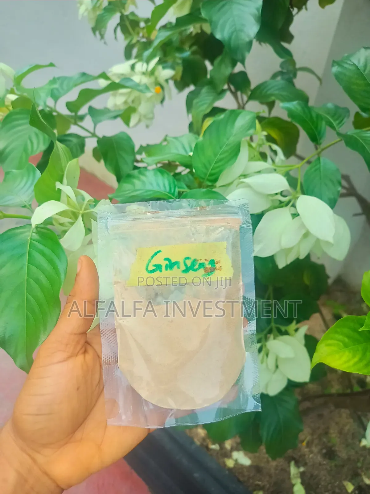 Pure Ginseng Powder