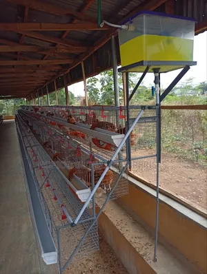 Unique Long Half Side Cage 