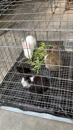 Pet Rabbit Cage