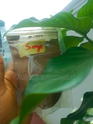 Sage Powder