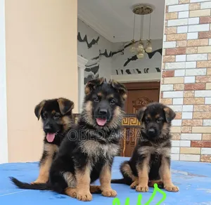 1-3 months Male Purebred German Shepherd