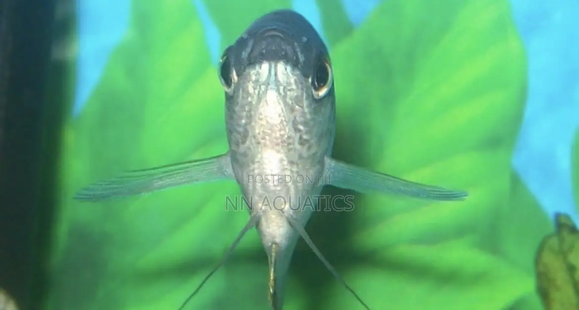 Opaline Gourami