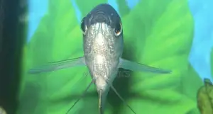 Opaline Gourami