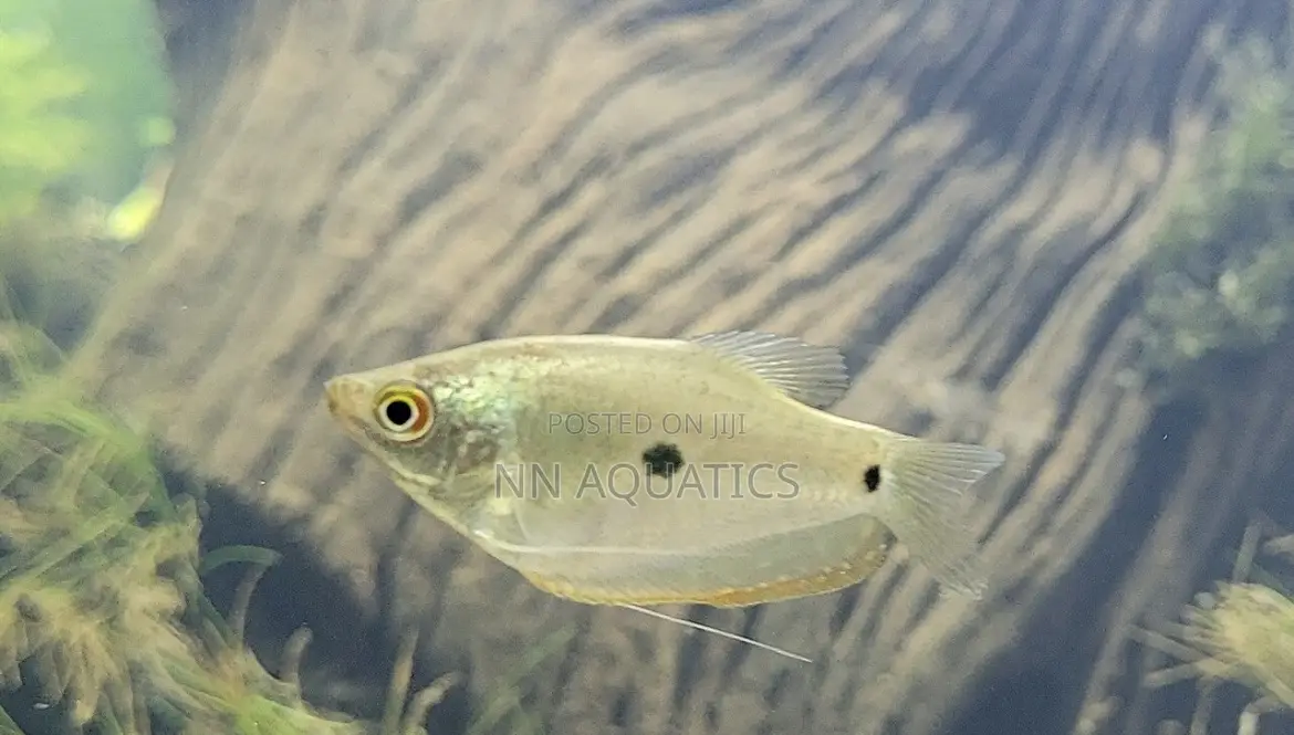 Opaline Gourami