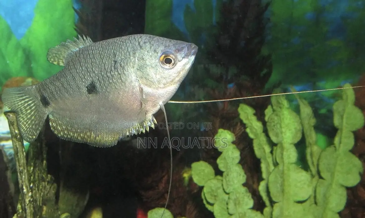 Opaline Gourami