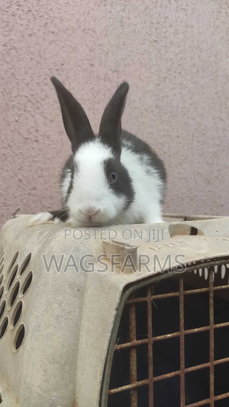 Quality Breeds of Rabbits for Sale - wagsfarms Price: ₦ 7,000 on Jiji ...