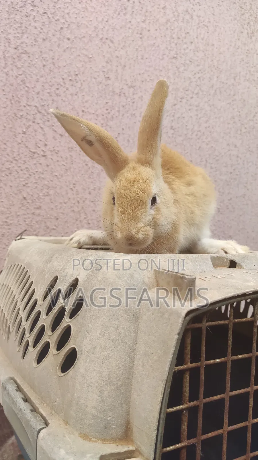 Quality Breeds of Rabbits for Sale for sale - wagsfarms Price: ₦ 6,500 ...