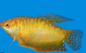 Gold Gourami