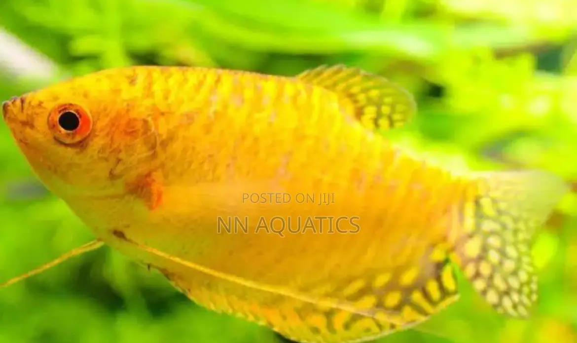 Gold Gourami